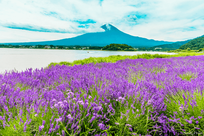 (HN) Du Lịch Nhật Bản: Đón Hè Nhật Bản Narita - Tokyo - Yamanashi - Nagoya  (2025)